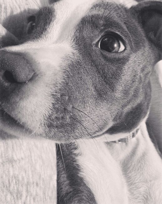 Tiempo de presumir a sus amigos peludos, quien tiene mascotas :d!! - 1