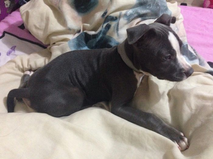 Tiempo de presumir a sus amigos peludos, quien tiene mascotas :d!! - 3