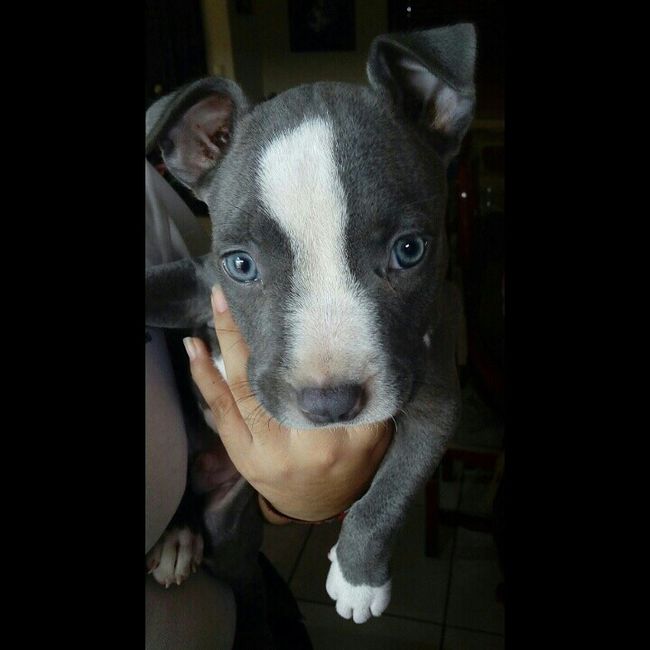 Tiempo de presumir a sus amigos peludos, quien tiene mascotas :d!! - 4