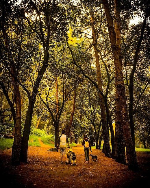  Perrihijos 😍🐶 - 1