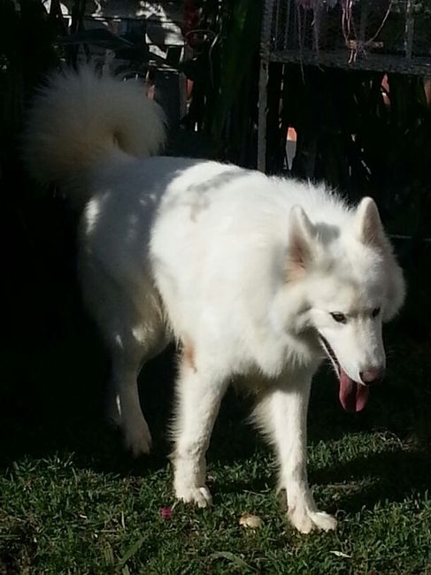 Mi perro! - 1
