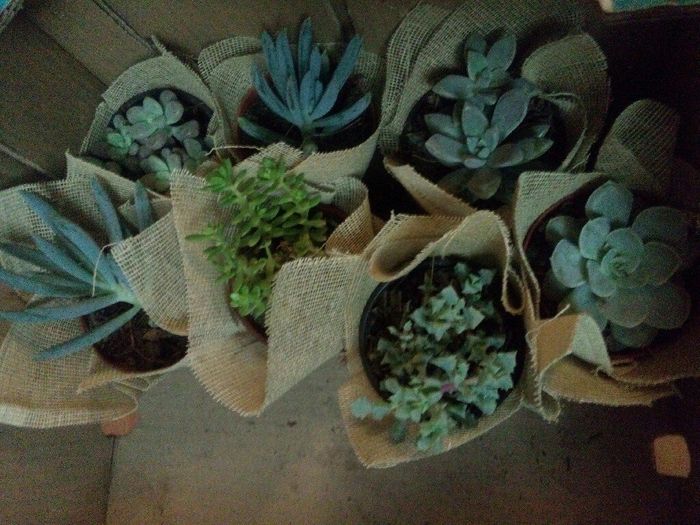 Mas recuerdos!!!  dulces y plantitas - 8