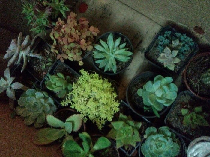 Mas recuerdos!!!  dulces y plantitas - 9