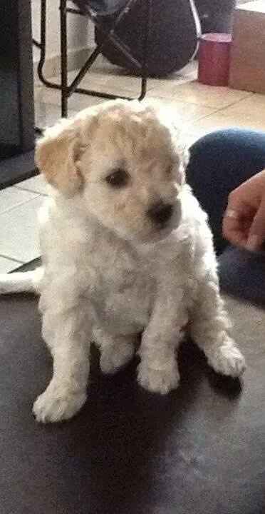 stella