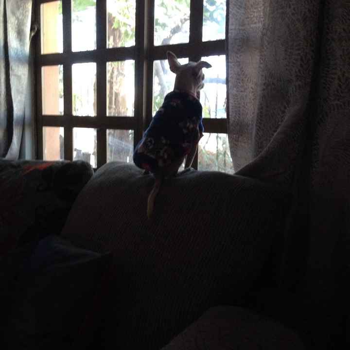 Los pequeños primeros integrantes :) - 1