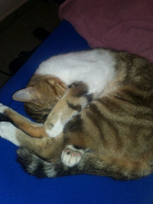 La foto de tu mascota! - 2