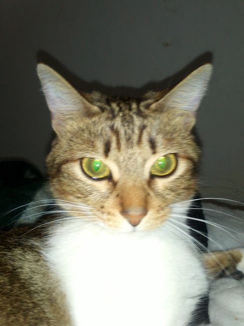 La foto de tu mascota! - 4