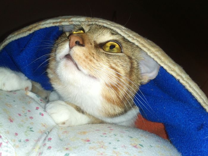 La foto de tu mascota! - 5