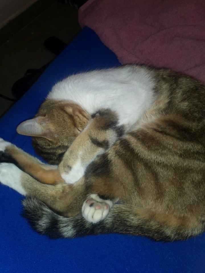 La foto de tu mascota! - 2