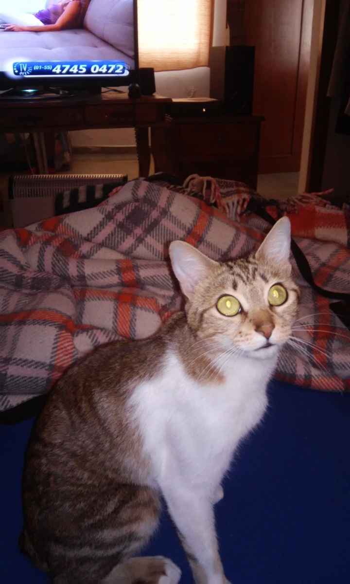 La foto de tu mascota! - 3