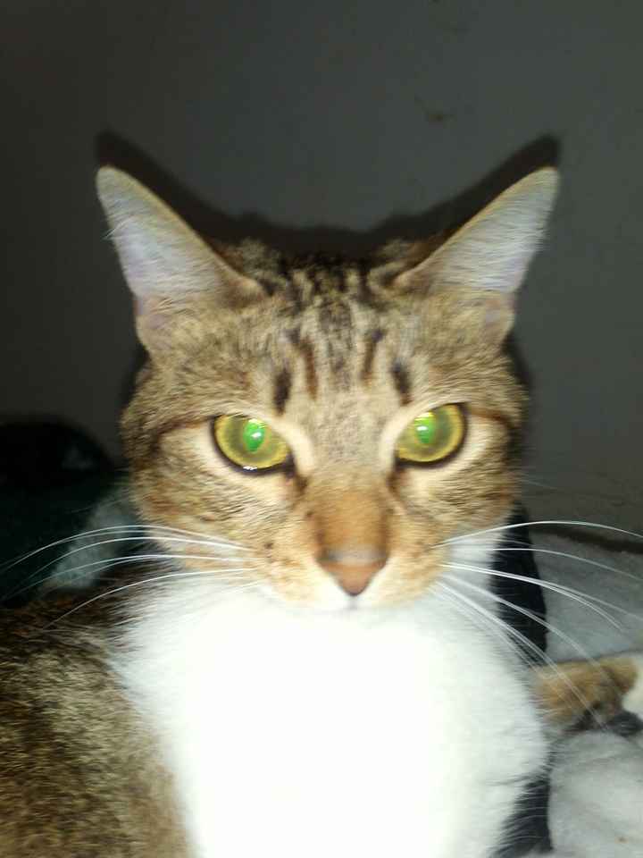 La foto de tu mascota! - 4