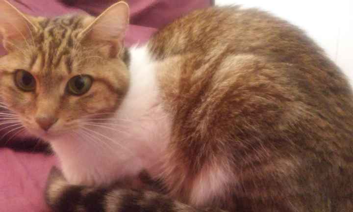 La foto de tu mascota! - 1