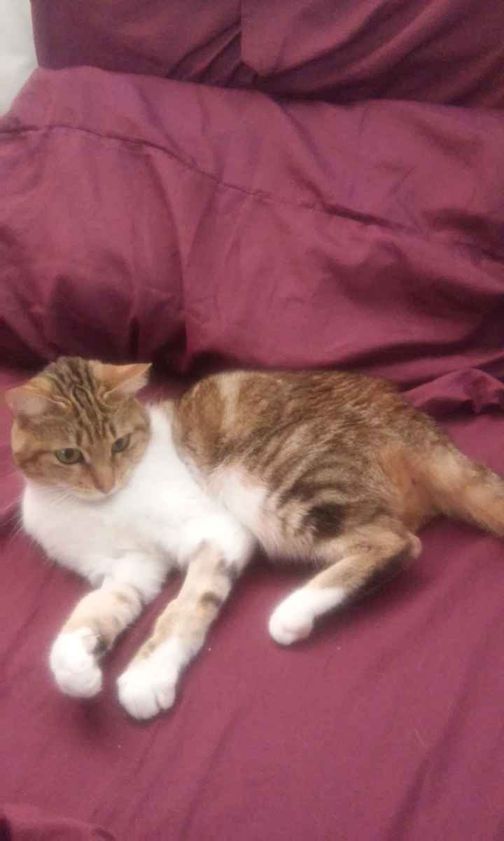 La foto de tu mascota! - 2