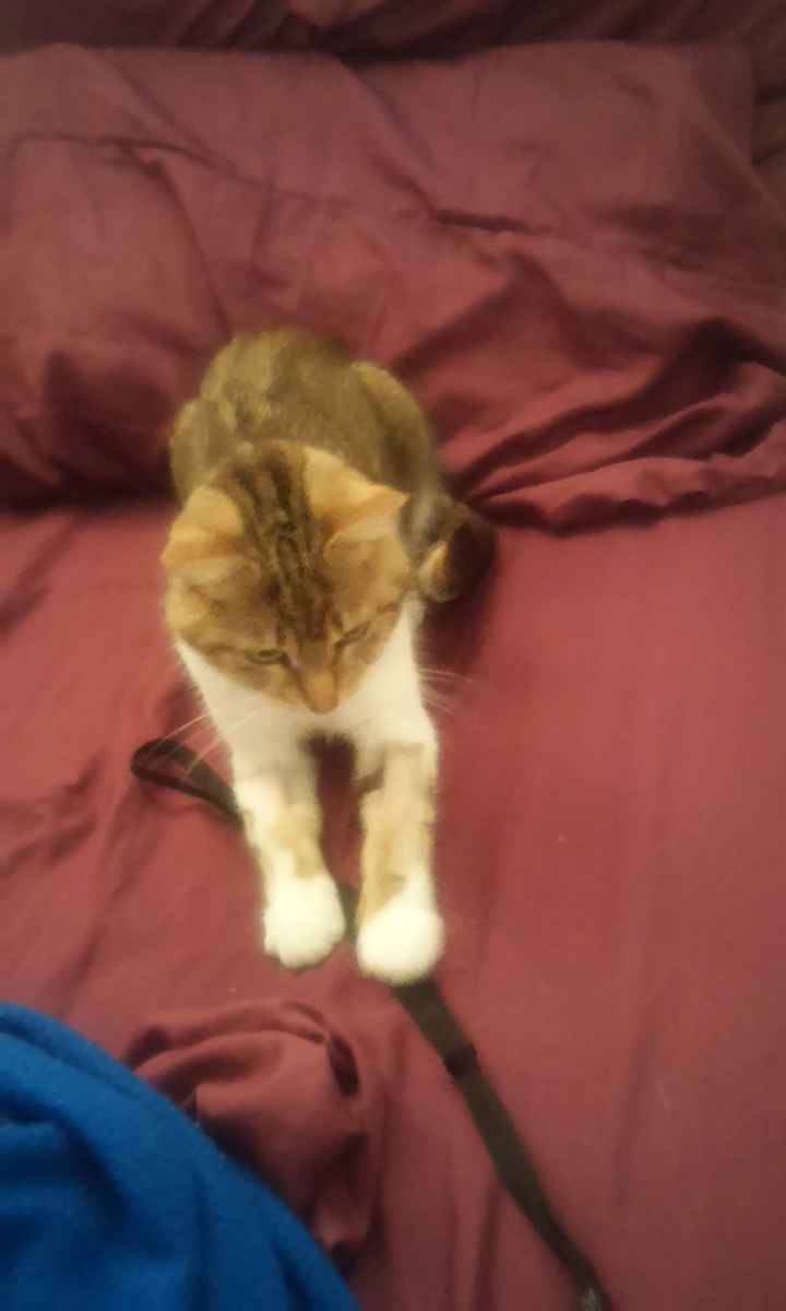 La foto de tu mascota! - 3