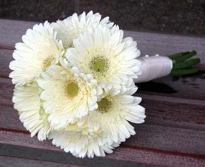 gerberas