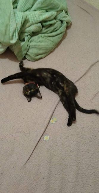 ¿Tu perrihijo / gathijo va a participar en la boda? - 1