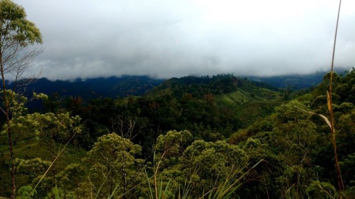 Neblina