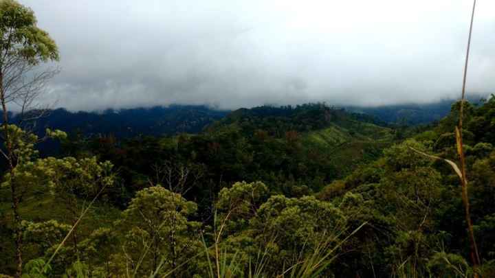 Neblina