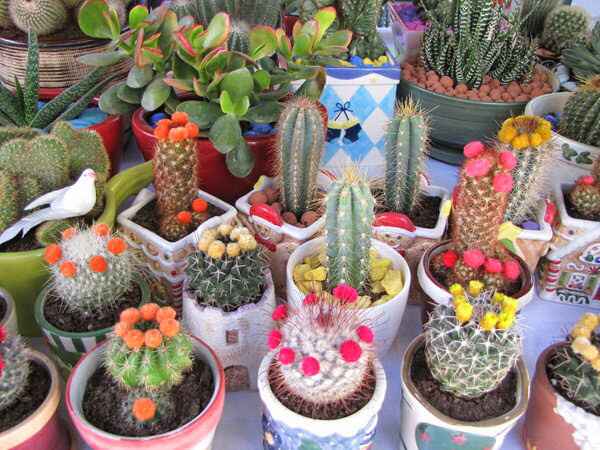 Recuerdos y centros de mesa de cactus 😬 - 4