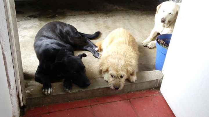  Save the date con perros - 1