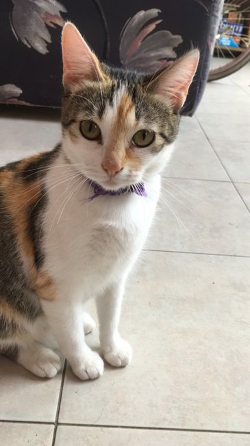  Triste por mi mascota 😭 - 2