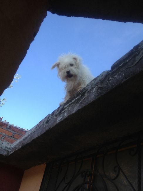 La foto de tu mascota! - 1