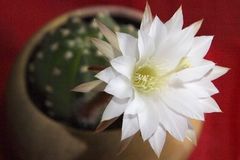 Parecida a flor más cara del mundo