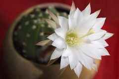 Parecida a flor más cara del mundo
