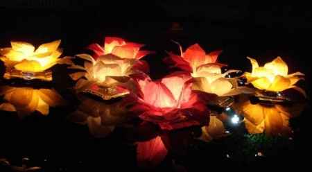 Lotos Flotantes