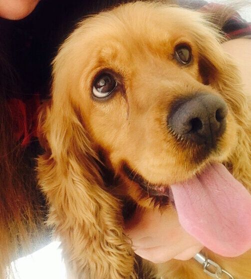 Presenten mascotas.... - 1