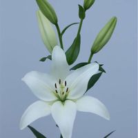Proveedores de lilis horlandesas - 1