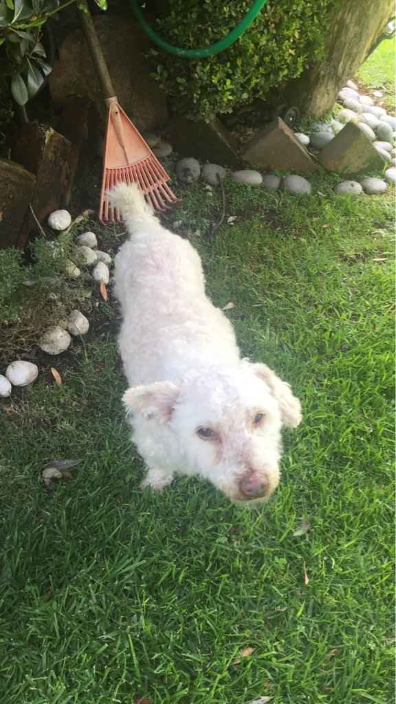 Tener mascotas de honor - 1