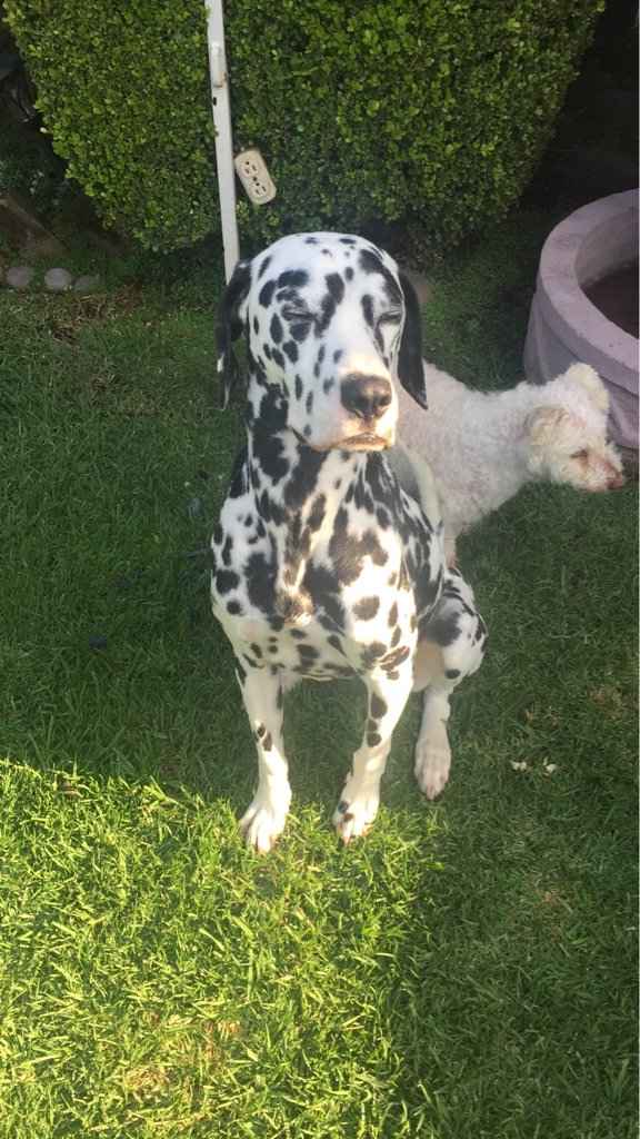 Tener mascotas de honor - 2
