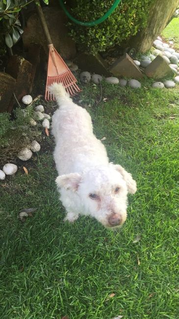 Tener mascotas de honor - 1