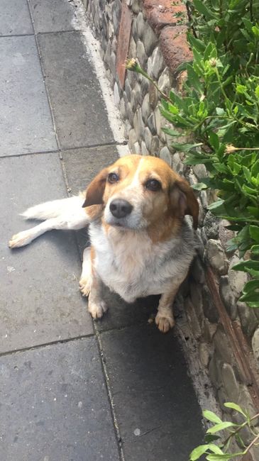 Tener mascotas de honor - 3