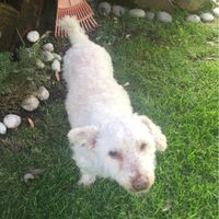 Tener mascotas de honor - 1