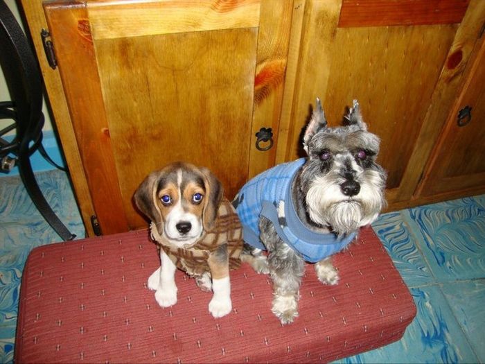 Presuman su foto... las mascotas!! - 1