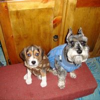 Presuman su foto... las mascotas!! - 1