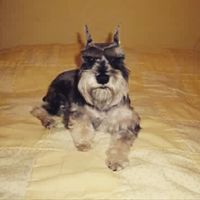 Presuman su foto... las mascotas!! - 2