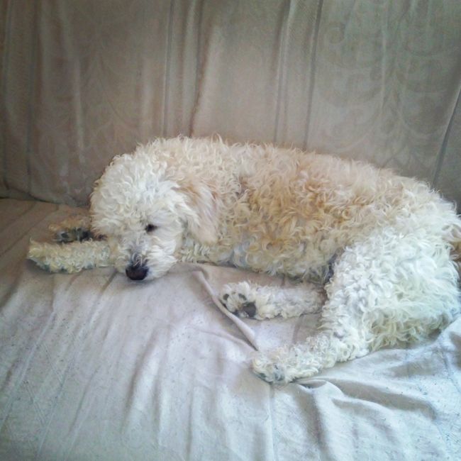 La foto de tu mascota! - 1