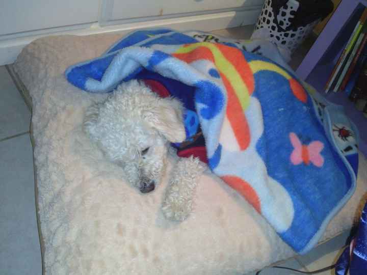 Presenten mascotas.... - 1