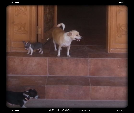Presenten mascotas.... - 3
