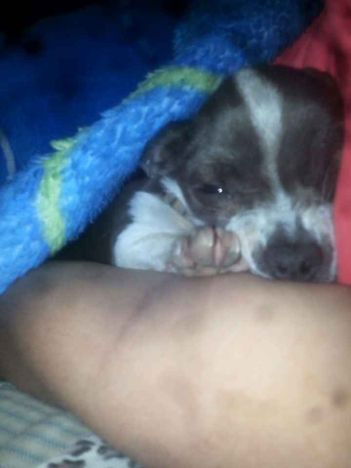 Presenten mascotas.... - 1