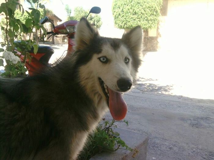 La foto de tu mascota! - 1