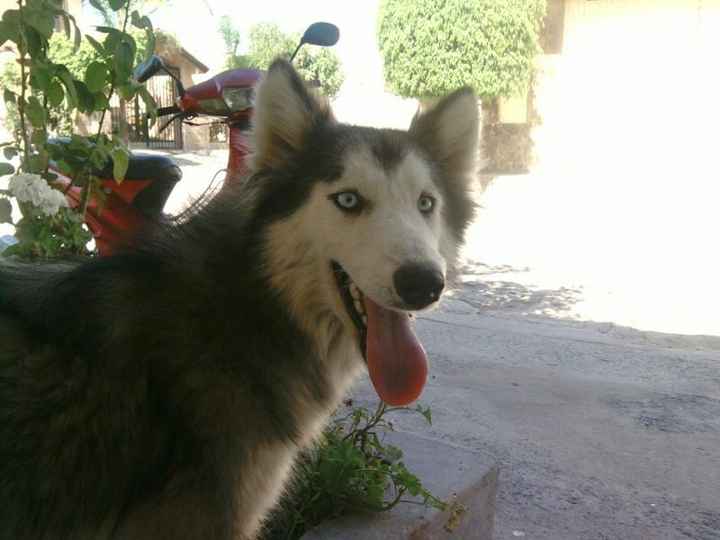 La foto de tu mascota! - 1