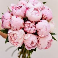 RAMO DE PEONIES 