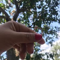 Reto con regalo: Sube una foto de tu anillo🎁 - 1
