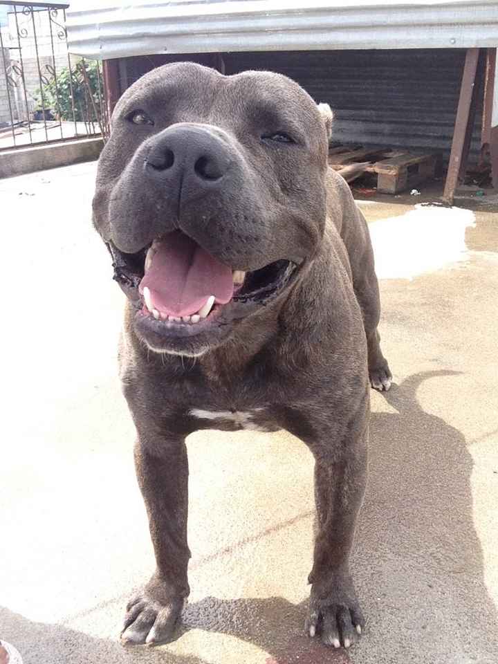 A falta de hijos perros !! ustedes tienen? - 1