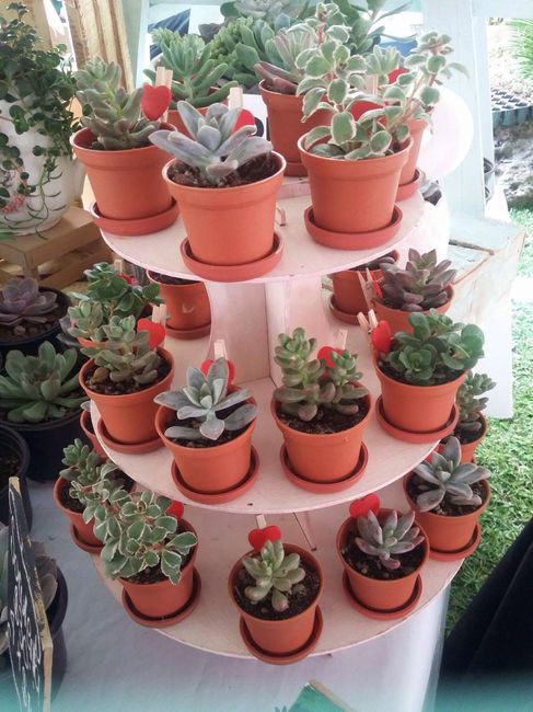 Suculentas Mini Como recuerdos?? - 1