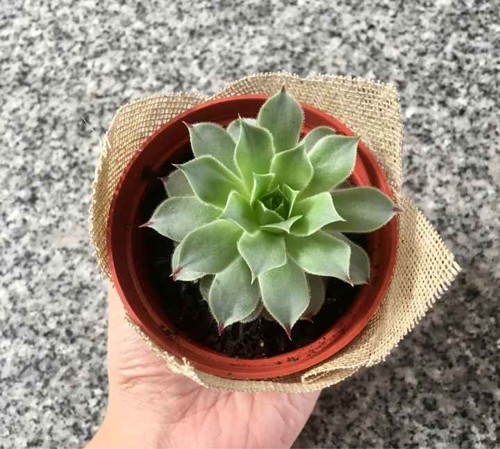 Suculentas 🙈🌵🌿 - 2